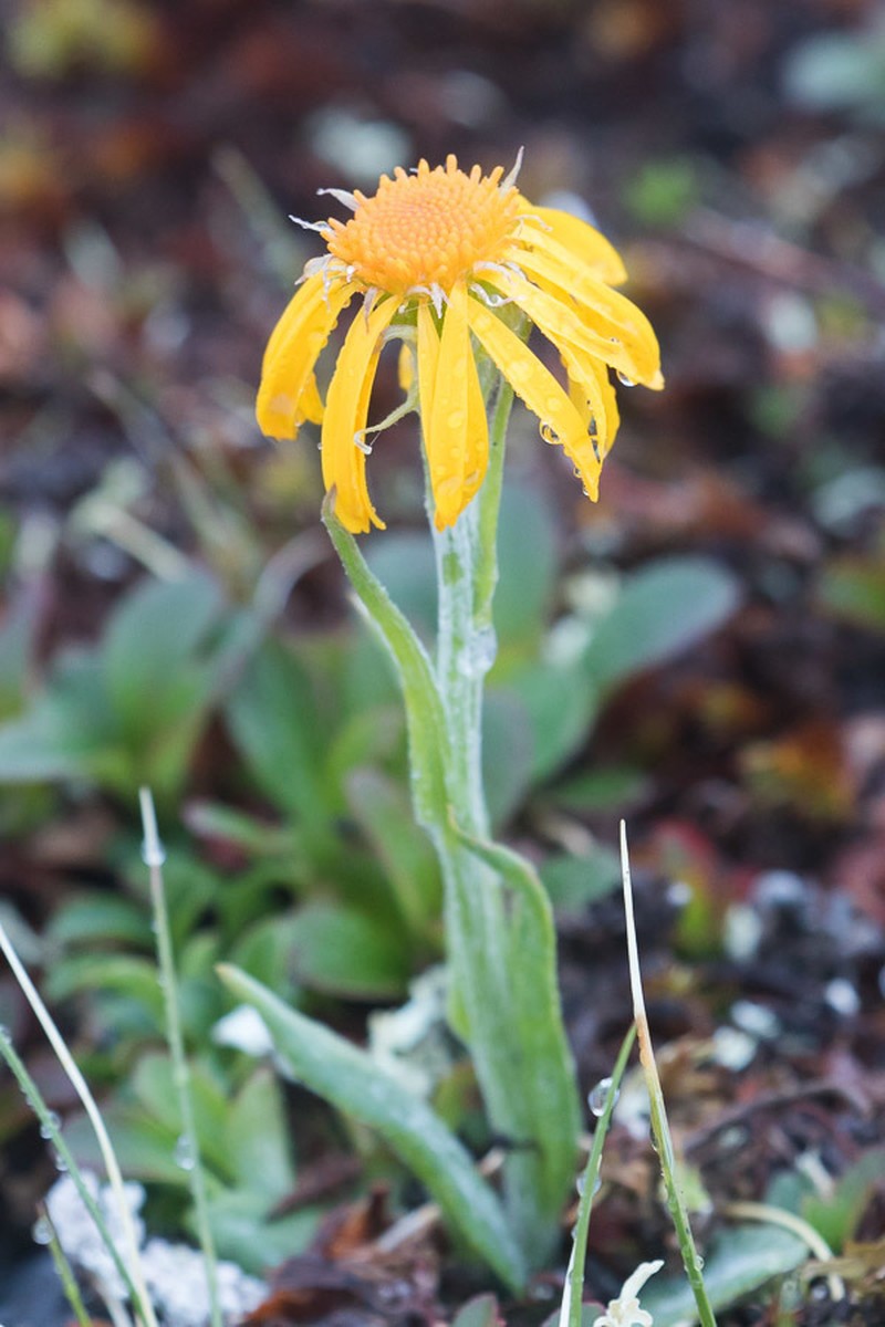 Fuscate Groundsel photo 4