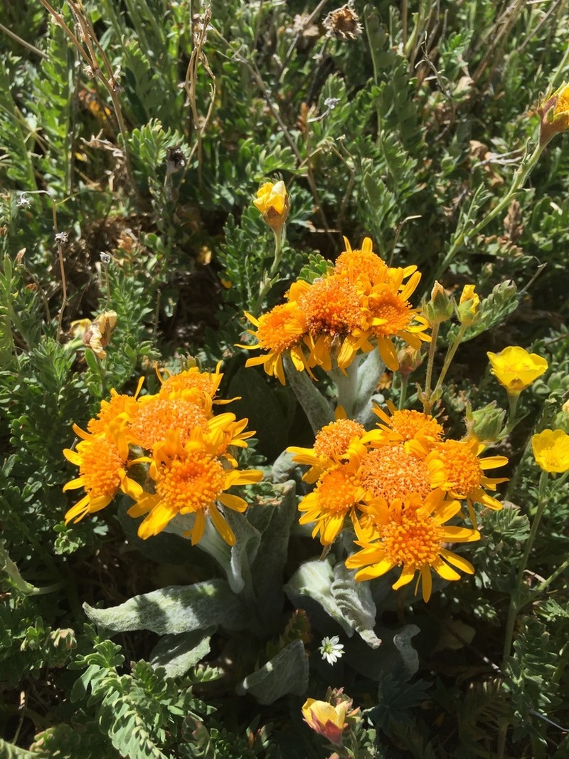 Fuscate Groundsel photo 5