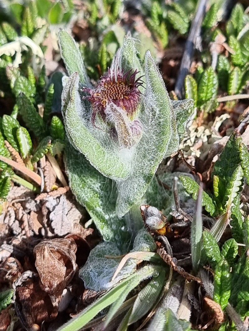 Fuscate Groundsel photo 6