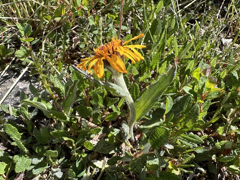 Fuscate Groundsel photo 7