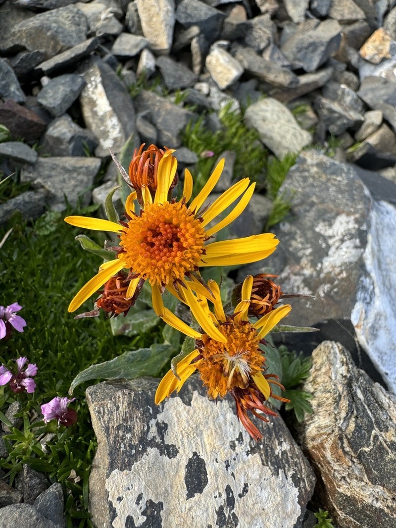 Fuscate Groundsel photo 8