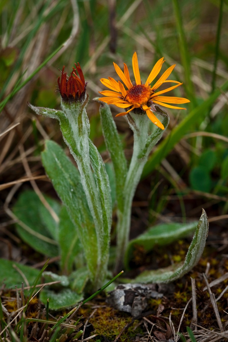 Fuscate Groundsel