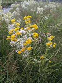 Marsh Fleabane