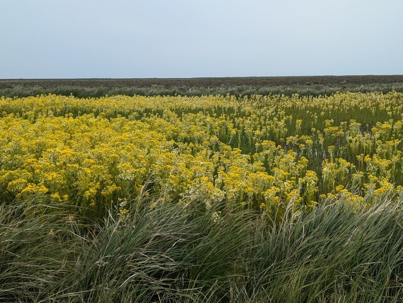 Marsh Fleabane photo 2