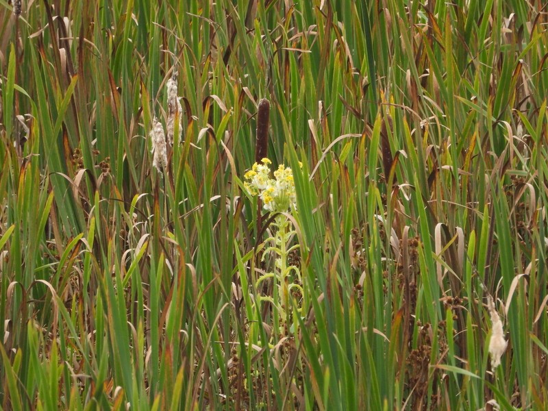 Marsh Fleabane photo 3