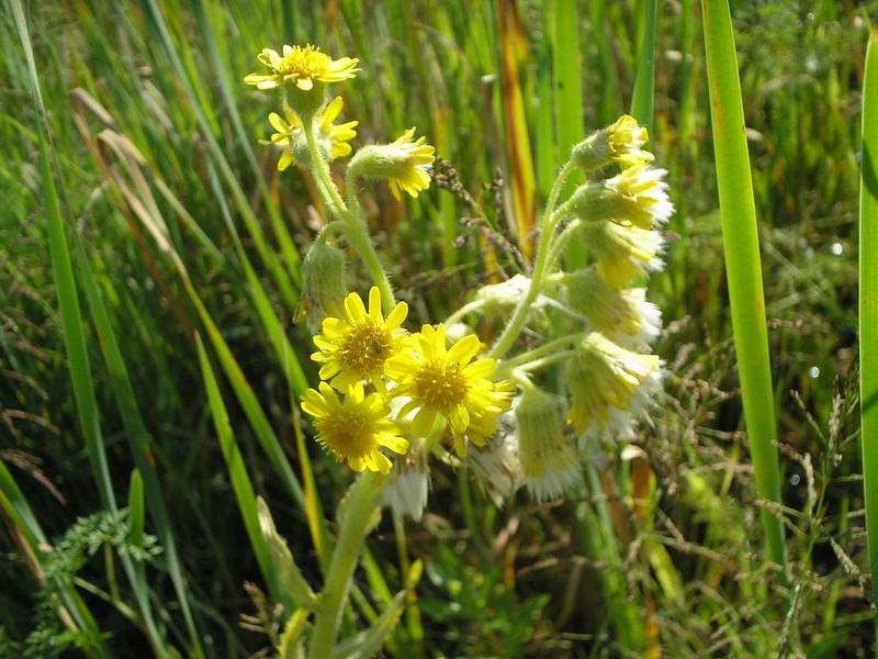 Marsh Fleabane photo 4