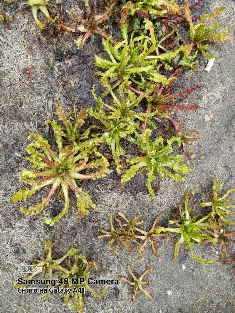 Marsh Fleabane photo 5
