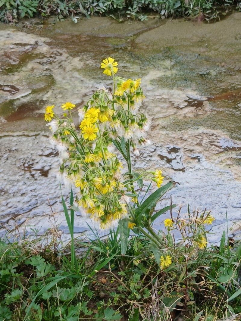 Marsh Fleabane photo 6