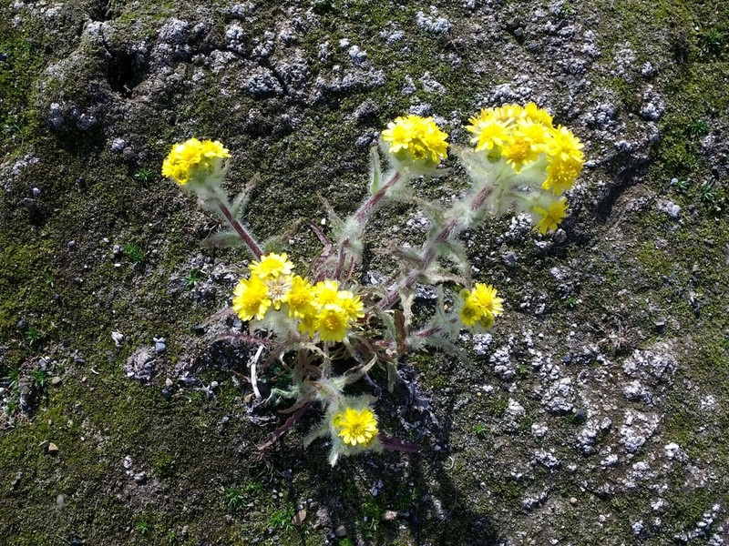 Marsh Fleabane photo 7
