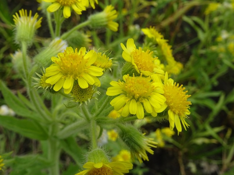 Marsh Fleabane photo 8