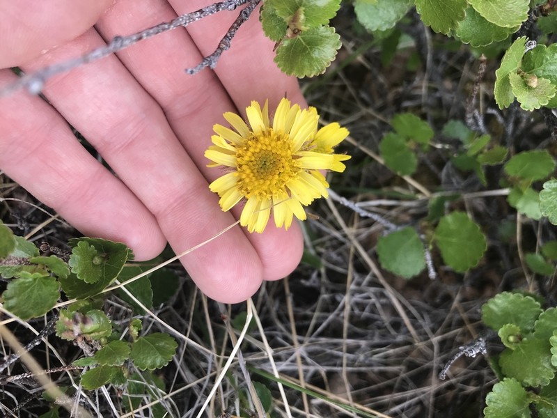 Yukon Groundsel