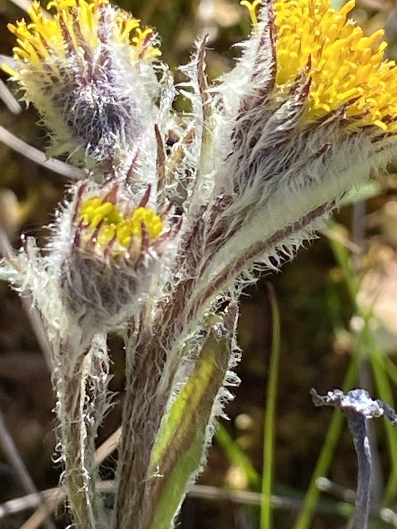 Yukon Groundsel photo 2