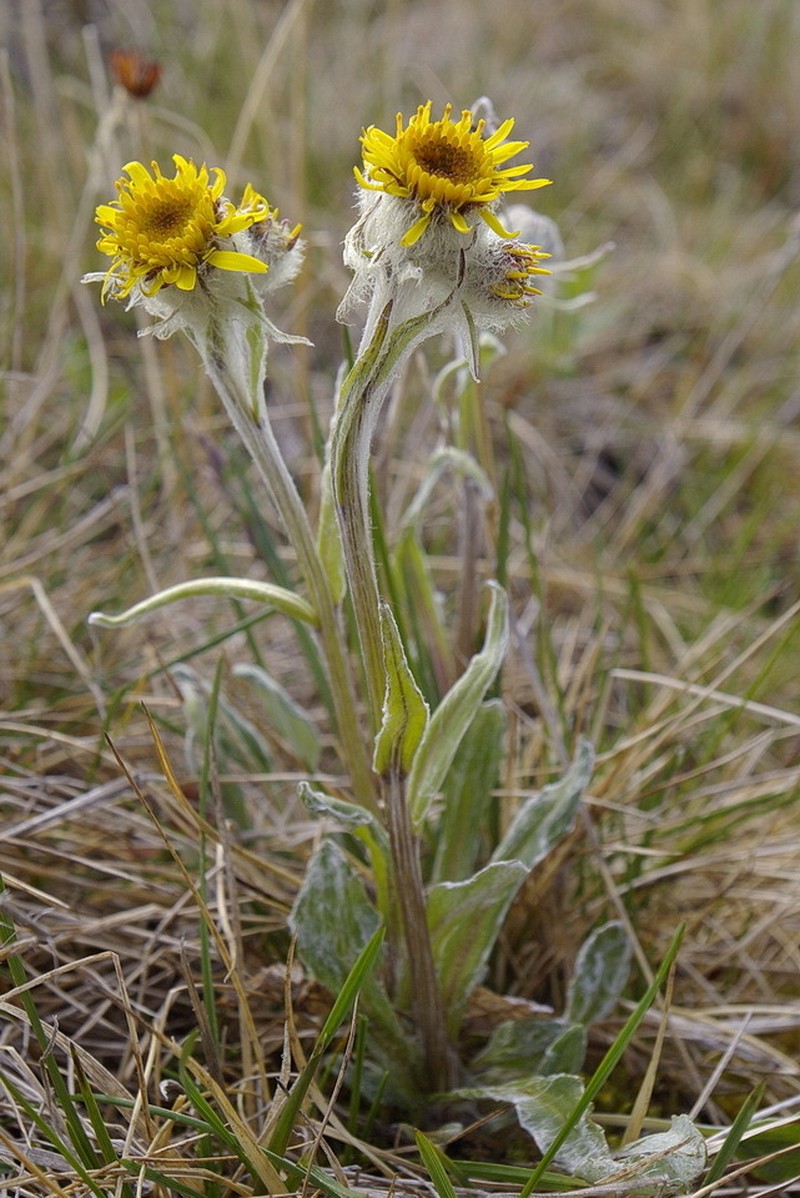 Yukon Groundsel photo 3