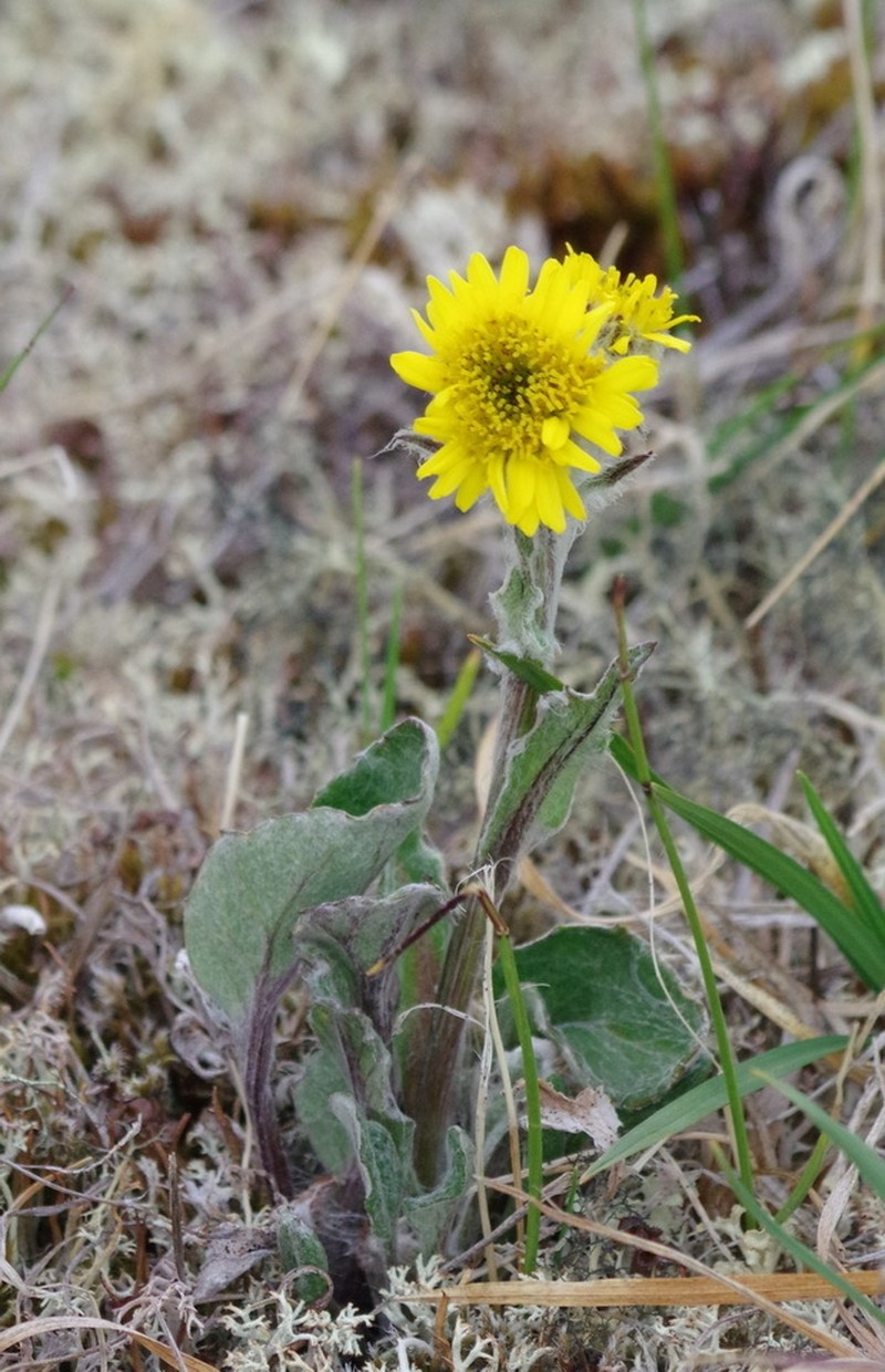 Yukon Groundsel photo 4