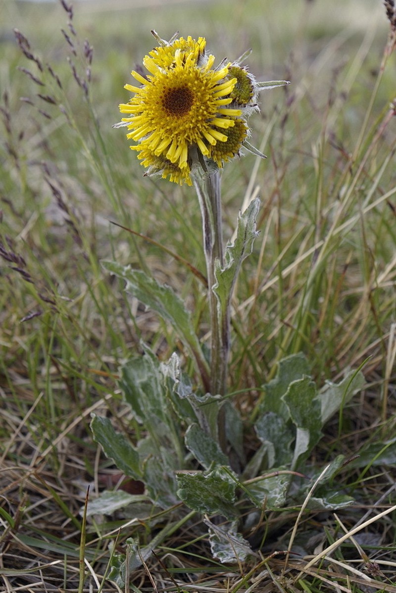 Yukon Groundsel photo 5
