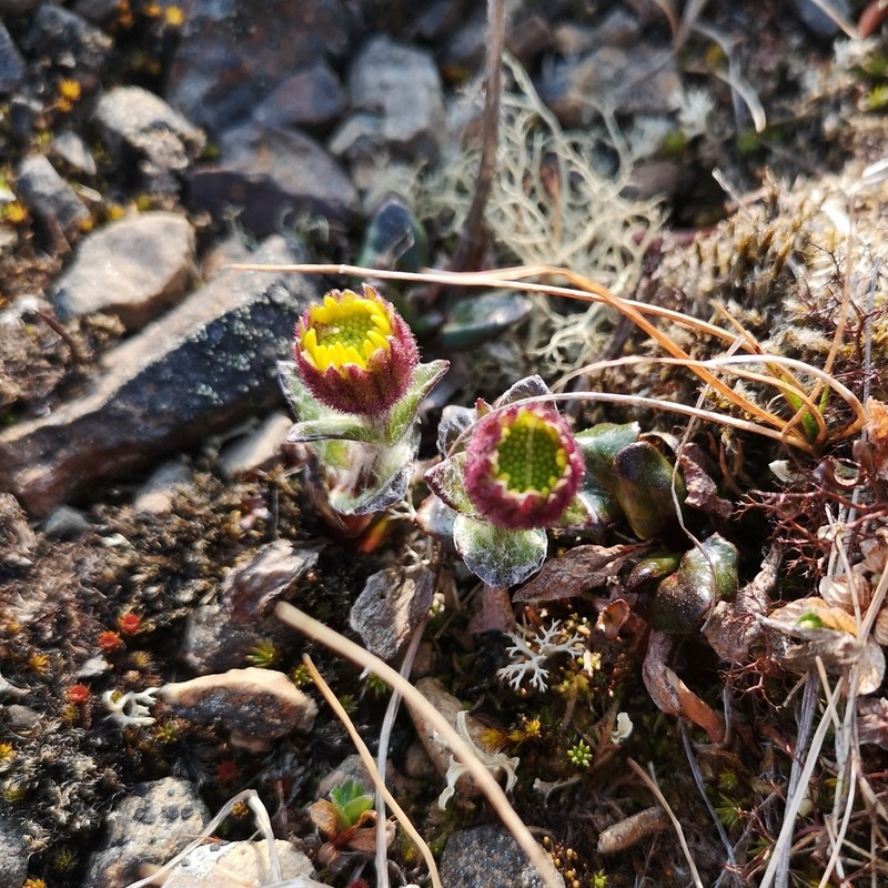 Yukon Groundsel photo 6