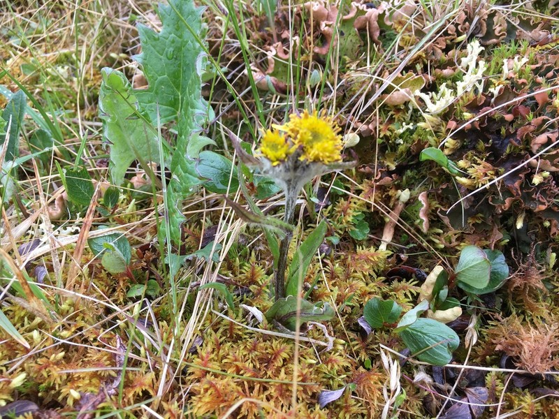 Yukon Groundsel photo 7