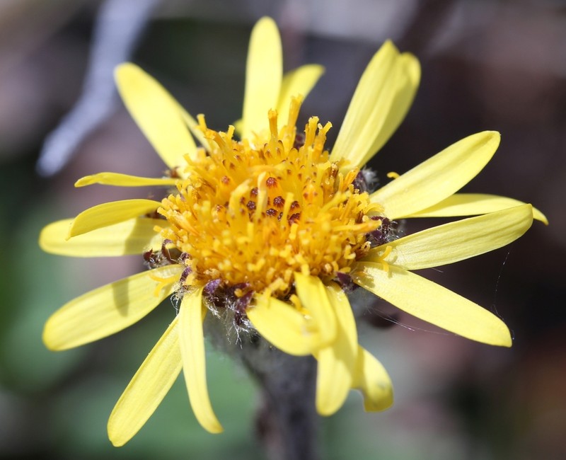Yukon Groundsel photo 8