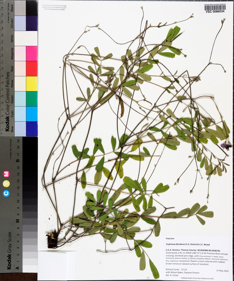 Hoarypea