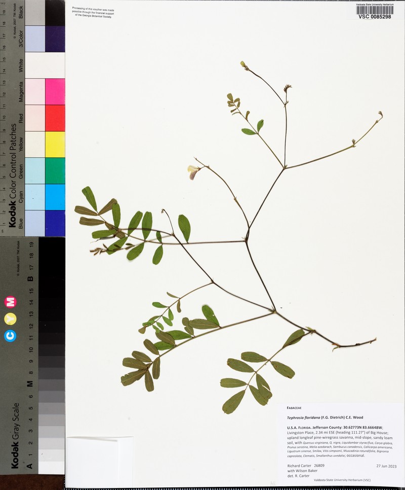 Hoarypea photo 2