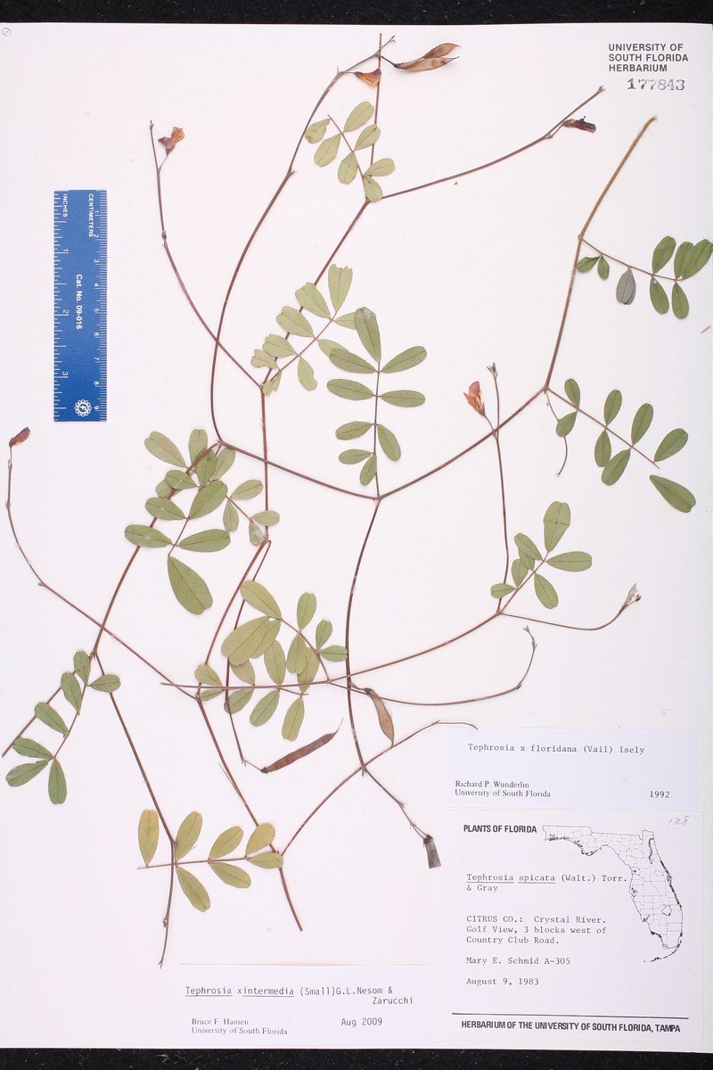 Hoarypea photo 3