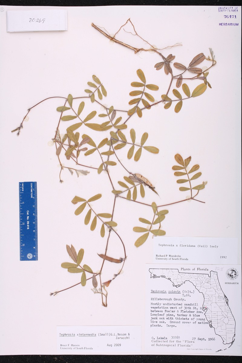 Hoarypea photo 4