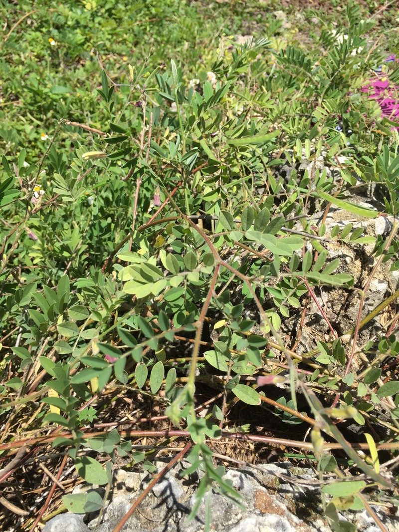 Narrowleaf Hoarypea photo 2
