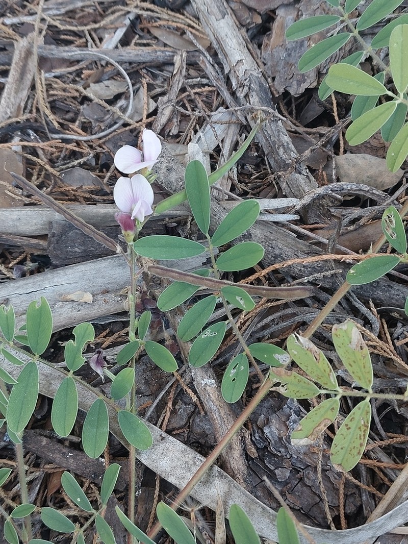 Narrowleaf Hoarypea photo 3