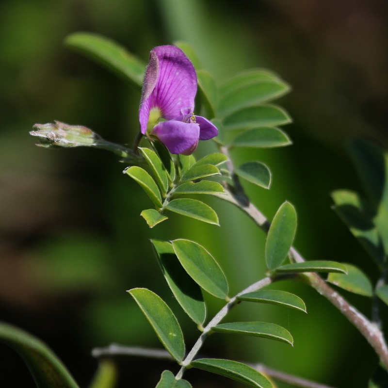 Narrowleaf Hoarypea photo 5
