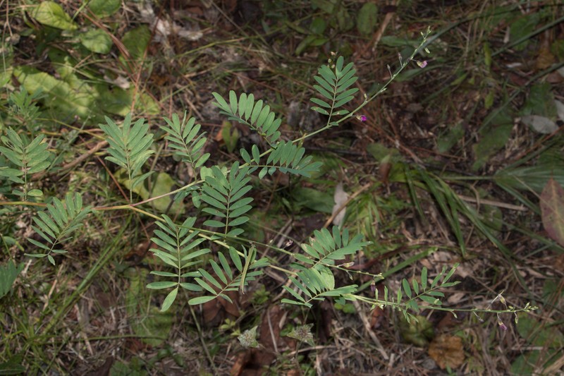 Narrowleaf Hoarypea photo 6