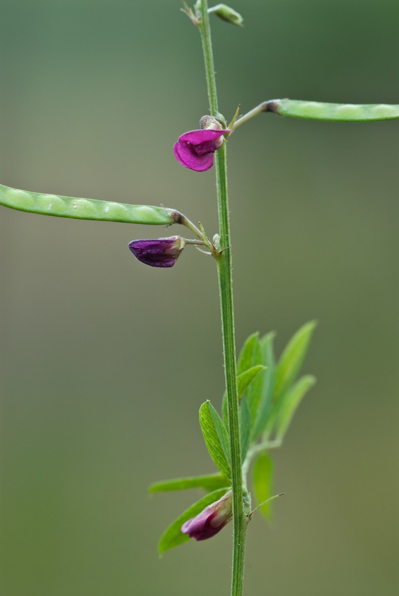 Narrowleaf Hoarypea photo 7