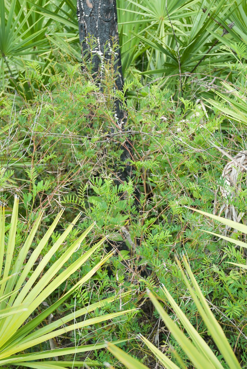 Narrowleaf Hoarypea photo 8