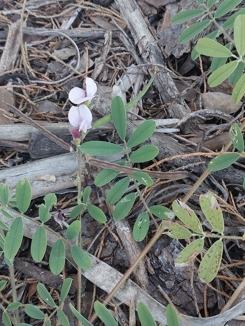 Tephrosia angustissima var. corallicola
