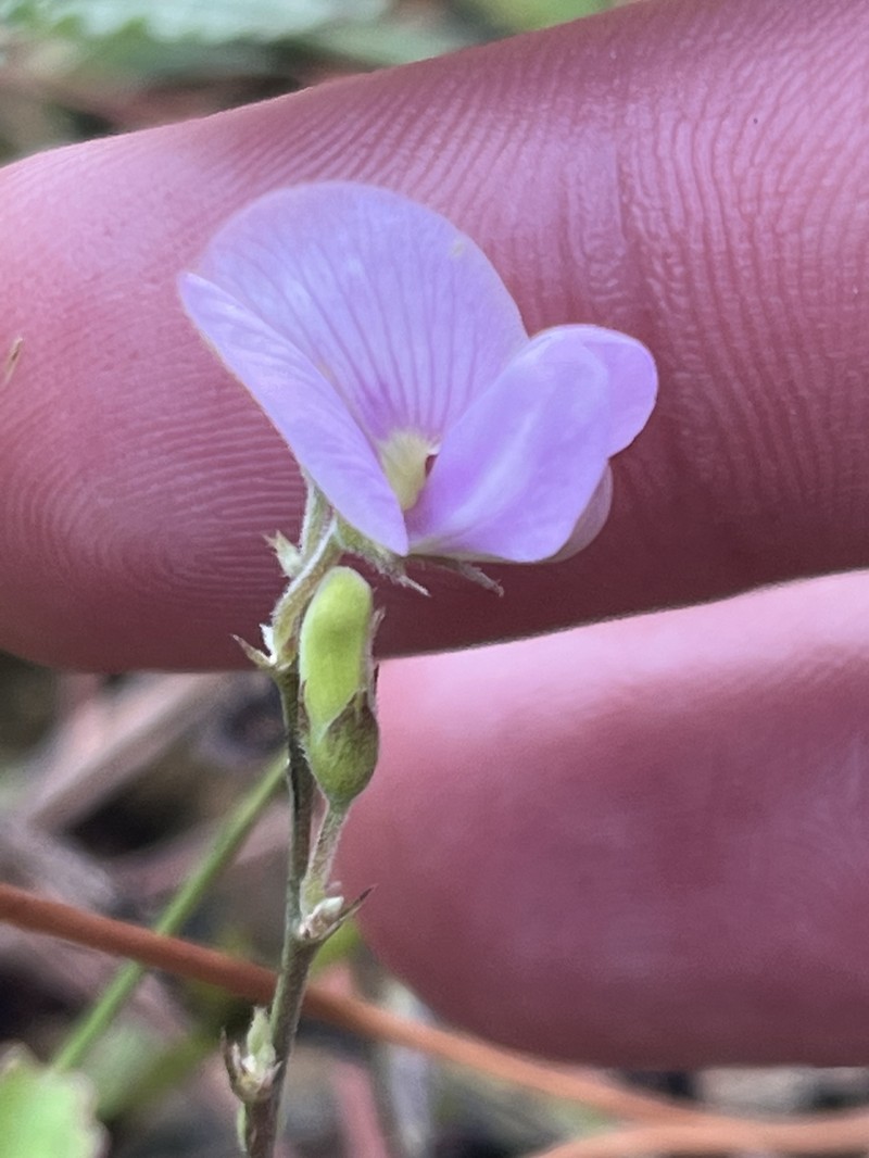 Tephrosia angustissima var. corallicola photo 2