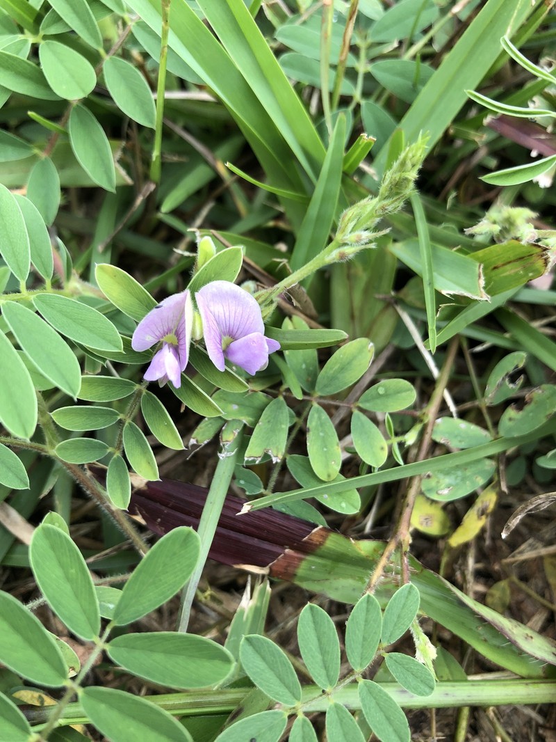Tephrosia angustissima var. corallicola photo 3
