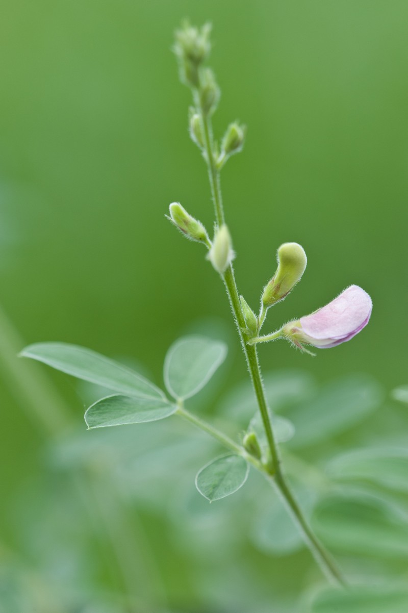Tephrosia angustissima var. corallicola photo 4