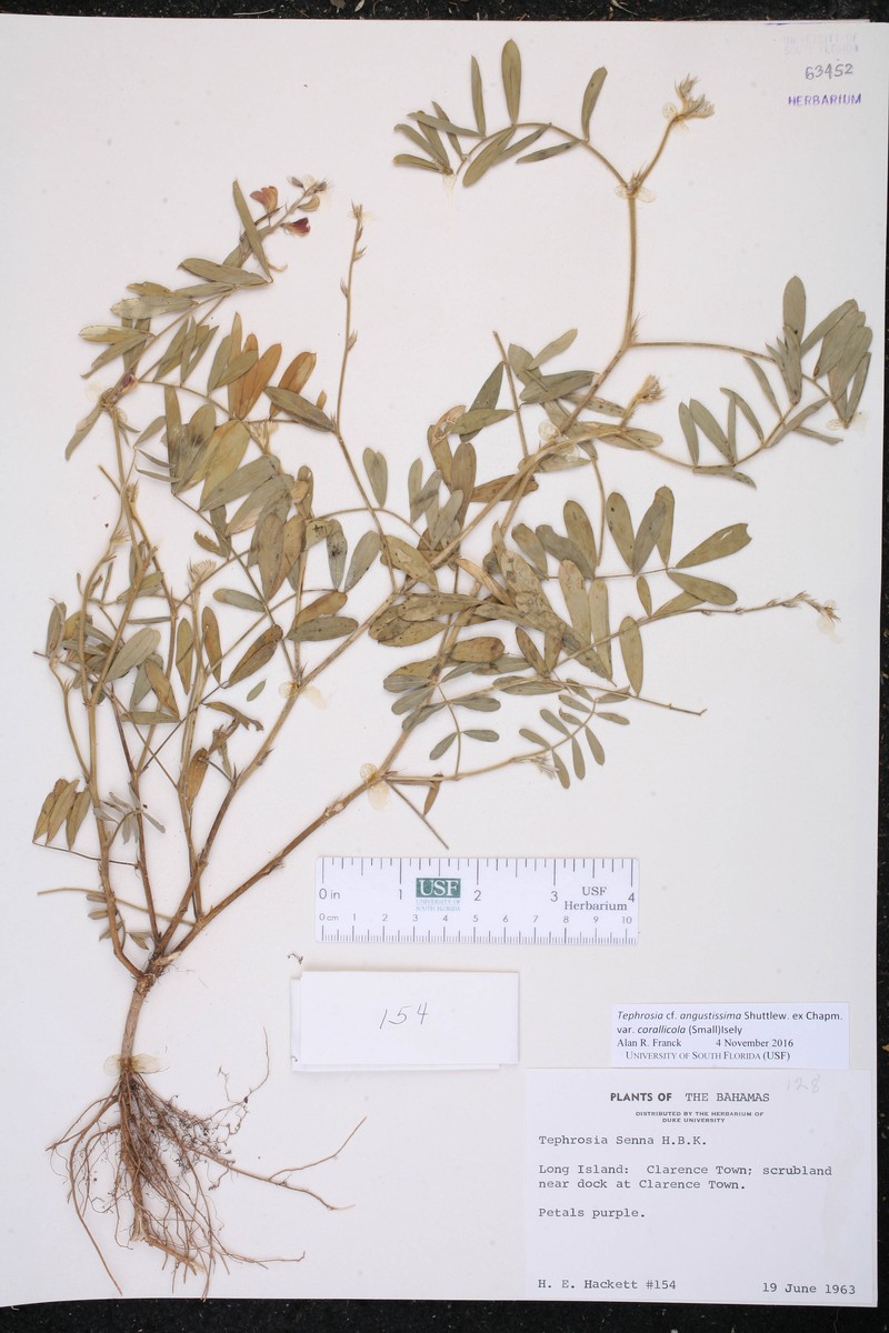 Tephrosia angustissima var. corallicola photo 5