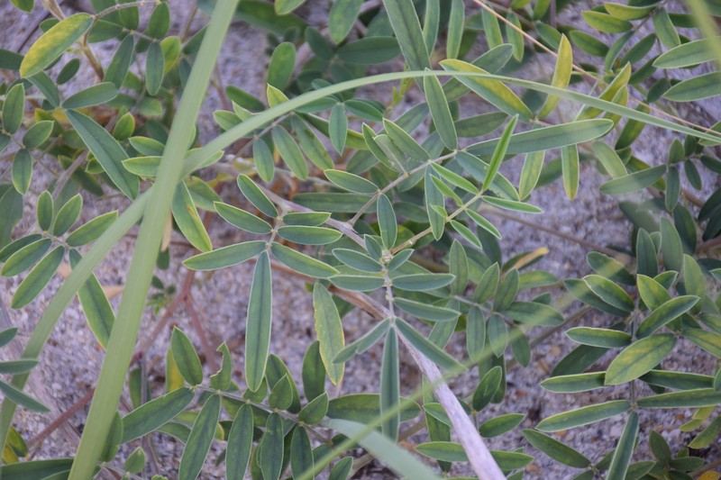Tephrosia angustissima var. curtissii