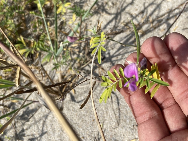 Tephrosia angustissima var. curtissii photo 2