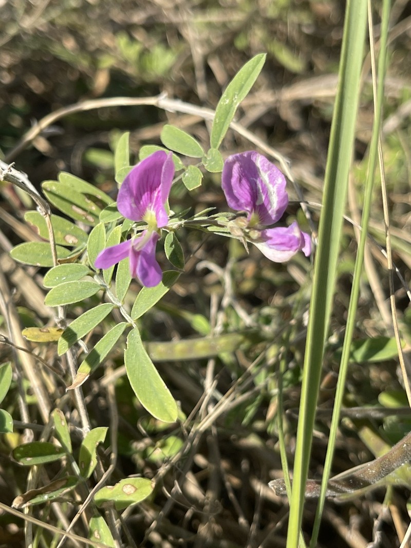 Tephrosia angustissima var. curtissii photo 3