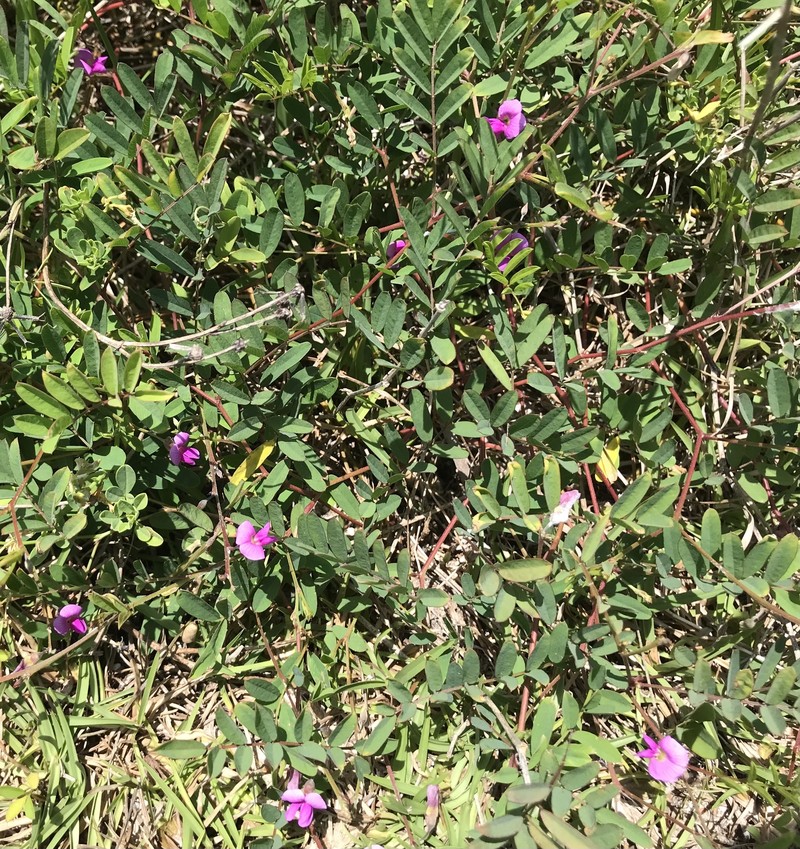 Tephrosia angustissima var. curtissii photo 4