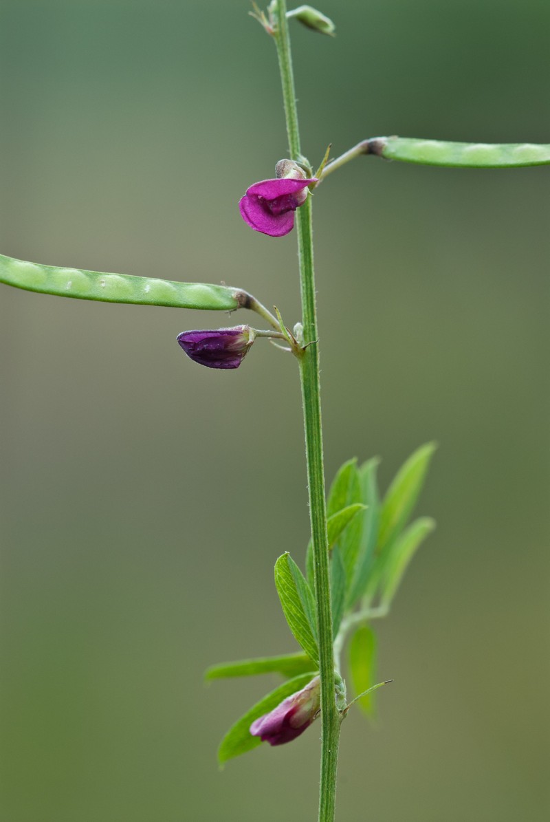 Tephrosia angustissima var. curtissii photo 7
