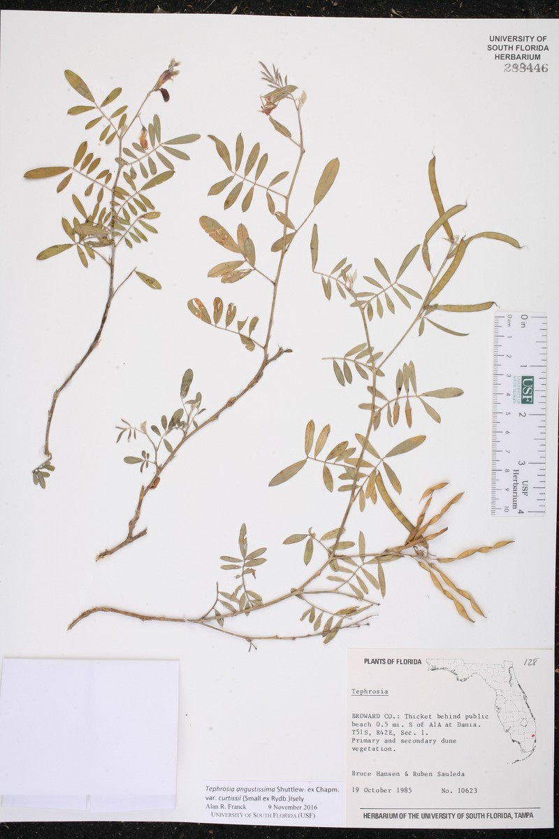 Tephrosia angustissima var. curtissii photo 8