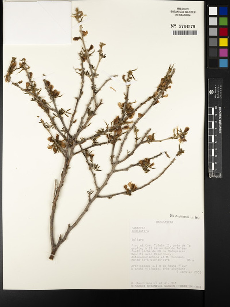 Tephrosia bibracteolata subsp. bibracteolata
