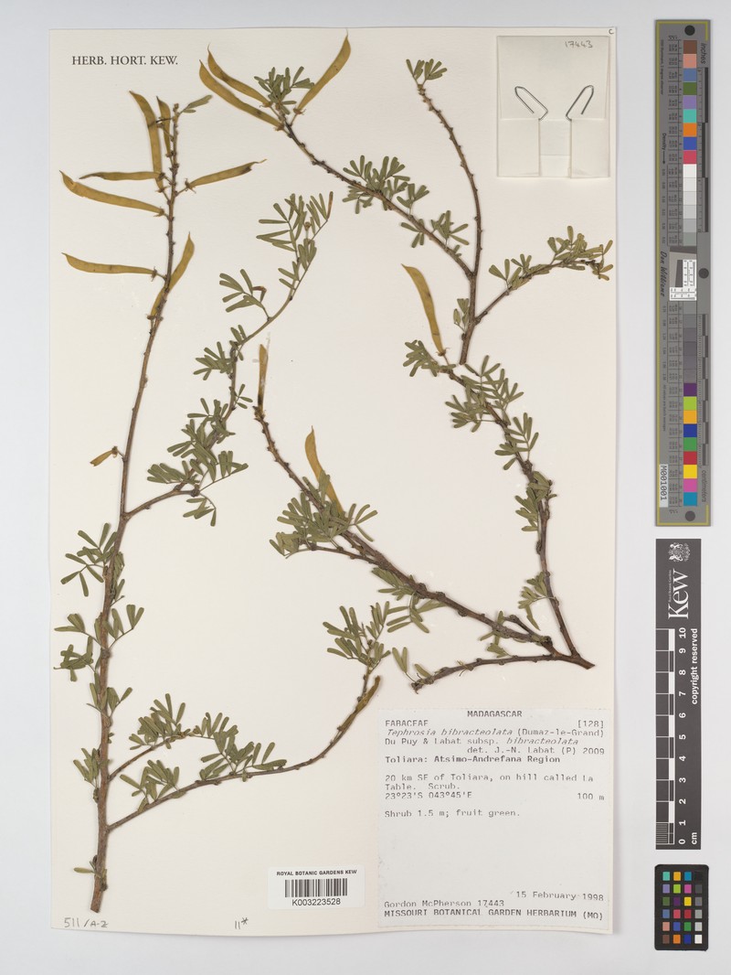 Tephrosia bibracteolata subsp. bibracteolata photo 2