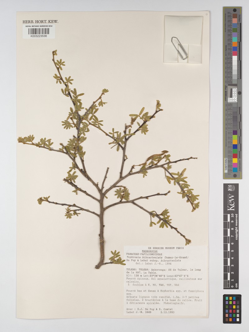 Tephrosia bibracteolata subsp. bibracteolata photo 3