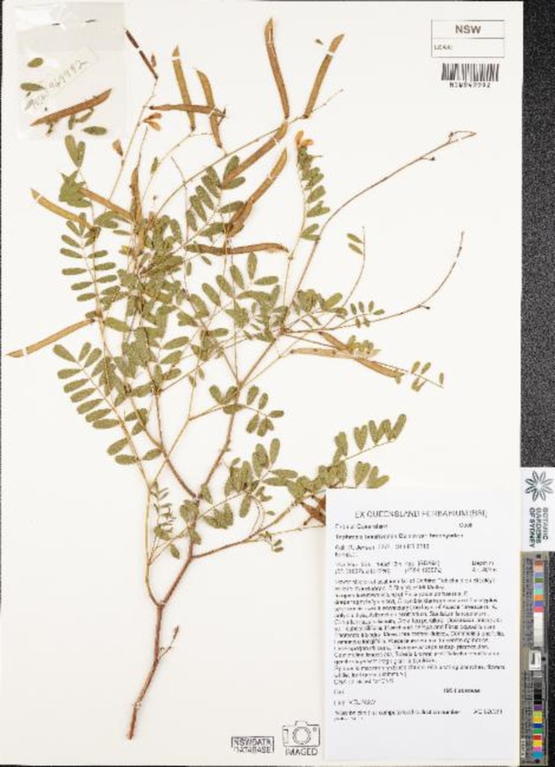 Tephrosia brachyodon var. brachyodon