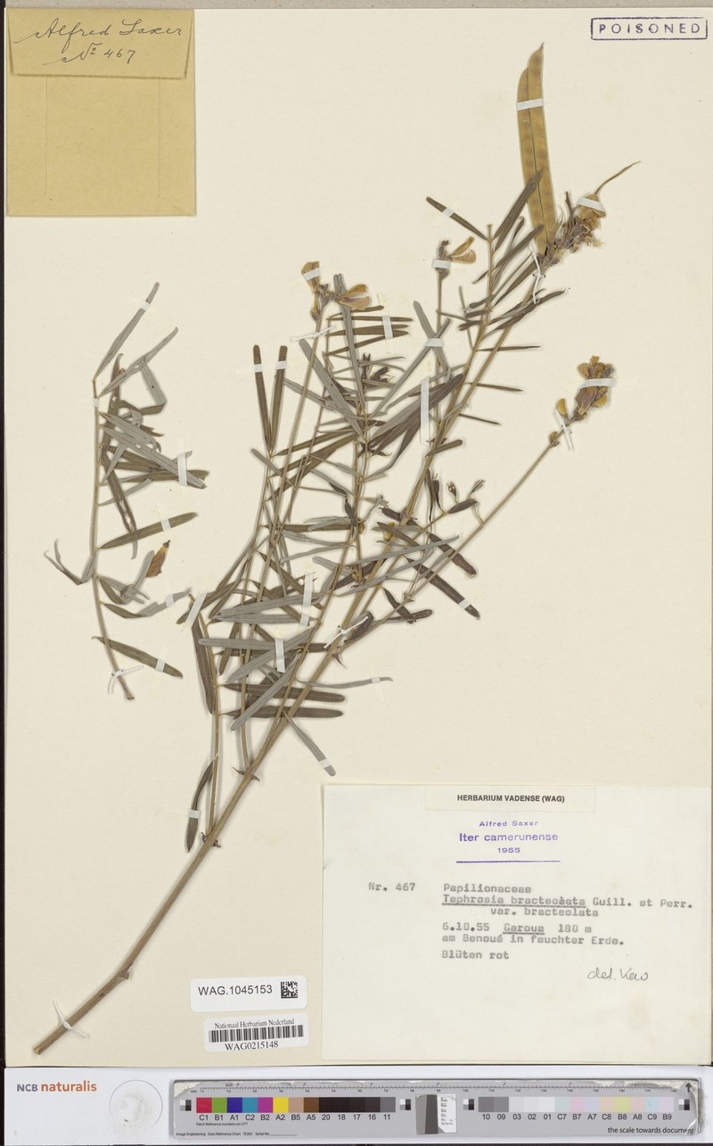 Tephrosia bracteolata var. bracteolata photo 2