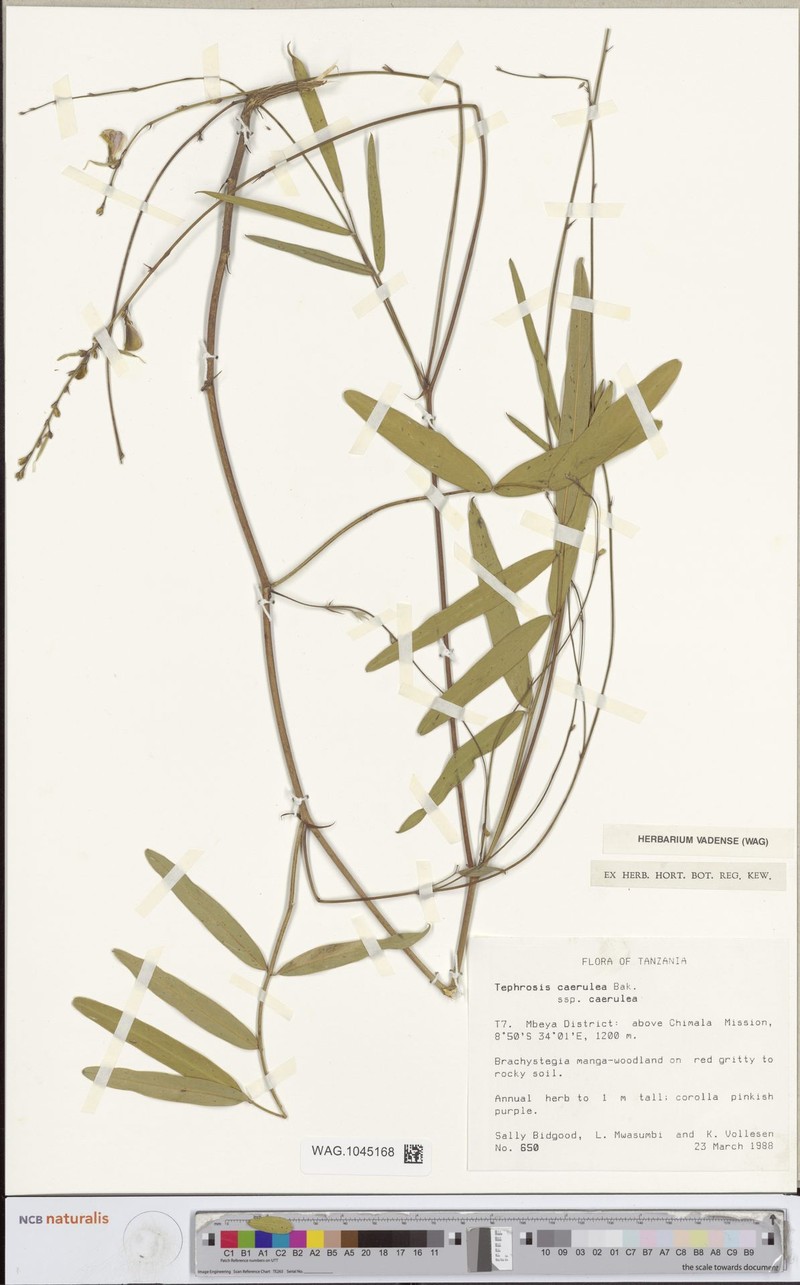 Tephrosia caerulea subsp. caerulea