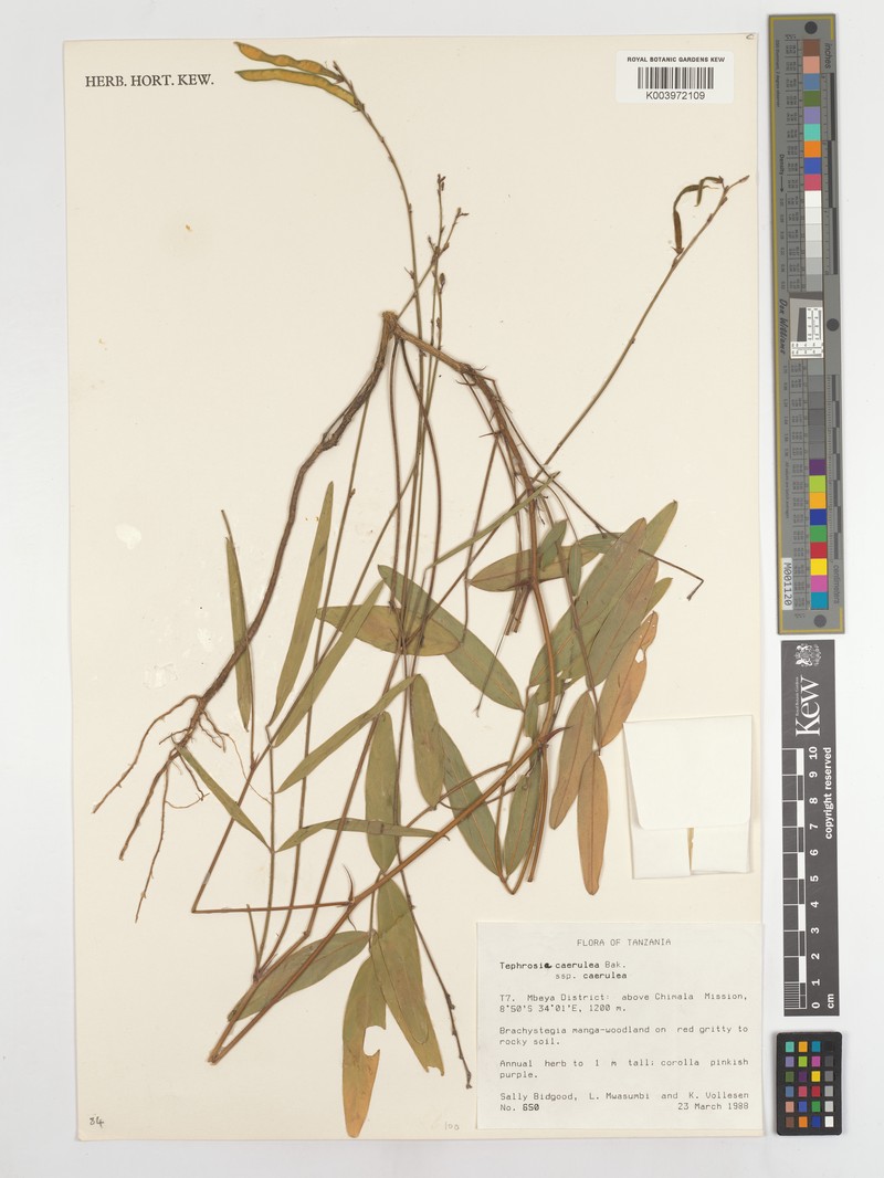 Tephrosia caerulea subsp. caerulea photo 2